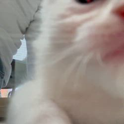 冨岡利枝ブリーダーのブログ：ドあっぷ💕✨