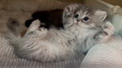 冨岡利枝ブリーダーのブログ：ゴロン♪ゴロン♪