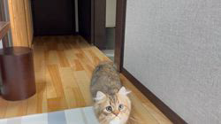 冨岡利枝ブリーダーのブログ：スルスル…♪