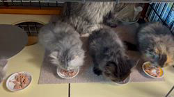 冨岡利枝ブリーダーのブログ：モリモリ食べて大きくなあれ💓🍀✨