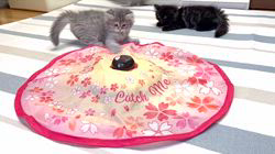 冨岡利枝ブリーダーのブログ：✨Catch me if you can✨