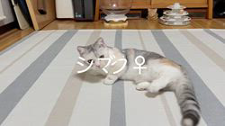 冨岡利枝ブリーダーのブログ：【本日更新】シズク♀