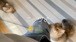 冨岡利枝ブリーダーのブログ：【本日更新】ニッツ♂