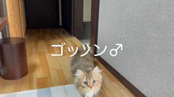 冨岡利枝ブリーダーのブログ：【本日更新】ゴッツン♂