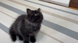 冨岡利枝ブリーダーのブログ：一段と可愛くなってきた『こくま』♪