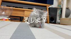 冨岡利枝ブリーダーのブログ：【本日更新】るしま♀