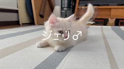 冨岡利枝ブリーダーのブログ：【本日更新】ジェリ♂