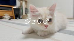 冨岡利枝ブリーダーのブログ：【本日更新】ジェリ♂