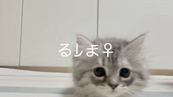 冨岡利枝ブリーダーのブログ：【本日更新】るしま♀