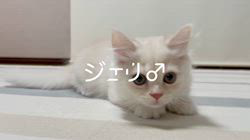 冨岡利枝ブリーダーのブログ：【本日更新】ジェリ♂