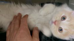 冨岡利枝ブリーダーのブログ：今日は『海(かい)』のお迎え♪