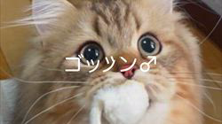 冨岡利枝ブリーダーのブログ：【本日更新】ゴッツン♂