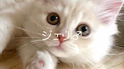 冨岡利枝ブリーダーのブログ：【本日更新】ジェリ♂