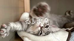 冨岡利枝ブリーダーのブログ：【本日更新】るしま♀