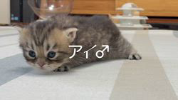 冨岡利枝ブリーダーのブログ：【本日更新】アイ♂