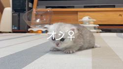 冨岡利枝ブリーダーのブログ：【本日更新】オジ♀