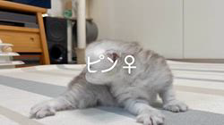冨岡利枝ブリーダーのブログ：【本日更新】ピン♀