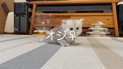 冨岡利枝ブリーダーのブログ：【本日更新】オジ♀