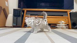 冨岡利枝ブリーダーのブログ：【本日更新】オジ♀