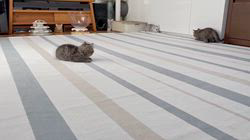 冨岡利枝ブリーダーのブログ：ちらベビー⭐️快調に走り回っています♪