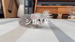 冨岡利枝ブリーダーのブログ：【本日掲載】シルバ♀