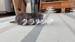 冨岡利枝ブリーダーのブログ：【本日掲載】クラウン♂