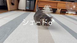 冨岡利枝ブリーダーのブログ：【本日掲載】シェード♂