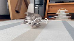 冨岡利枝ブリーダーのブログ：【本日掲載】ライン♀