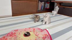 冨岡利枝ブリーダーのブログ：ちらしベビー初めての『キャッチミーイフユーキャン』♪