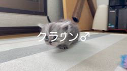 冨岡利枝ブリーダーのブログ：【本日更新】クラウン♂