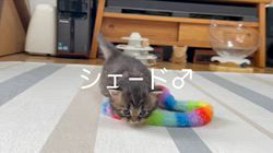 冨岡利枝ブリーダーのブログ：【本日更新】シェード♂