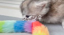 冨岡利枝ブリーダーのブログ：【本日更新】ライン♀