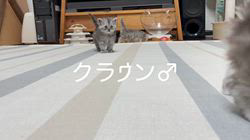 冨岡利枝ブリーダーのブログ：【本日更新】クラウン♂