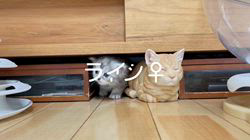 冨岡利枝ブリーダーのブログ：【本日更新】ライン♀