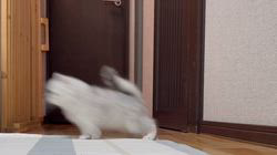 冨岡利枝ブリーダーのブログ：🙌わーい🙌ちらしベビー