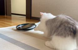 冨岡利枝ブリーダーのブログ：おっかな興味津々🐾