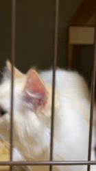 のブログ：お迎え待ちの子猫🐾👍✨