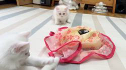 冨岡利枝ブリーダーのブログ：みるおベビーの男の子たち♪