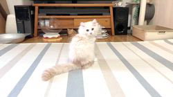 冨岡利枝ブリーダーのブログ：お迎え待ちの子猫🐾👍✨