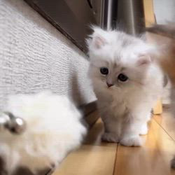 のブログ：まお♀