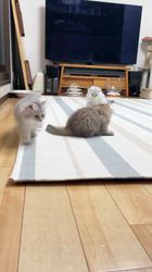冨岡利枝ブリーダーのブログ：ナナチベビー🐾元気です♪（生後62日）