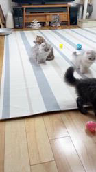 冨岡利枝ブリーダーのブログ：ちらしベビー🐾元気です♪（生後58日）