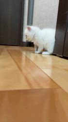 冨岡利枝ブリーダーのブログ：ミル♀