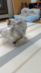 冨岡利枝ブリーダーのブログ：チタ♀