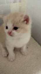 伊藤雅文ブリーダーのブログ：ぼぉーとした顔がかわいい🩷