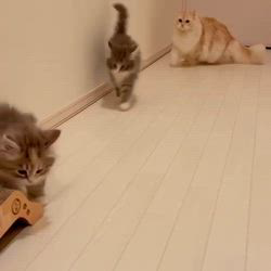 松葉伸子ブリーダーのブログ：(=^又^=) 猫さんの日常生活です