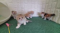 下辻由紀ブリーダーのブログ：9月28日生まれのミヌエット（長足）