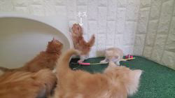 下辻由紀ブリーダーのブログ：9月26日生まれのミヌエット