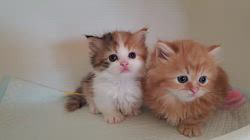 下辻由紀ブリーダーのブログ：2025/10/07生まれのミヌエット(短足2・長足１)