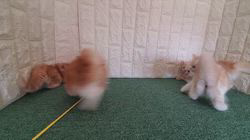 下辻由紀ブリーダーのブログ：2025/09/26生まれのミヌエット（長足5匹）